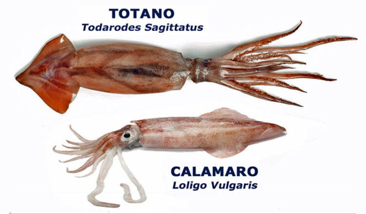 Calamari e totani a confronto